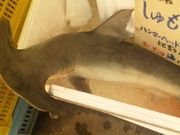 mdackusuさんの河岸の市 おがわの投稿写真1