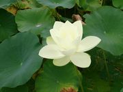 ゆきさんの古代蓮の里の投稿写真2