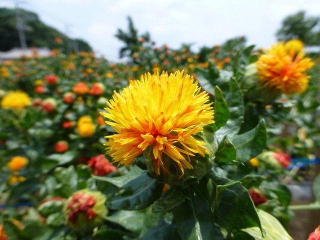 べにばなです♪_桶川市べに花ふるさと館
