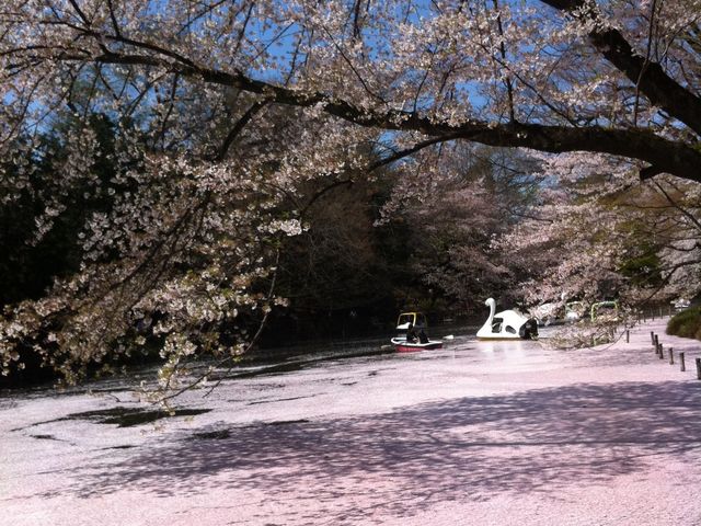 井の頭恩賜公園