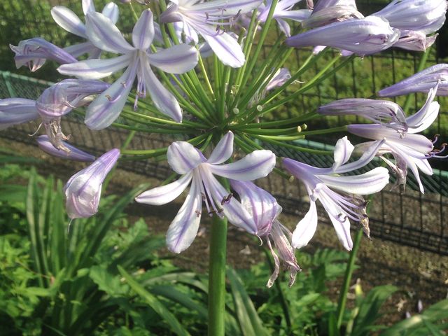 あつりんさんの神奈川県立津久井湖城山公園・水の苑地・花の苑地の投稿写真3