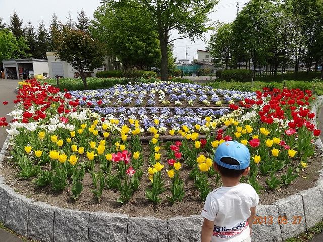 キッチリ管理された公園なので花は勿論、春には敷地内に植えられた桜の木も楽しむことが出来ます!_昭和公園