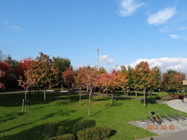 今の時期なら紅葉も楽しむことができます☆
_昭和公園