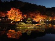 ニコちゃんさんの修善寺虹の郷の投稿写真1