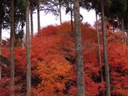 manekiさんの作礼山の投稿写真1