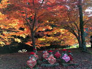 テツワンさんの大寧寺の投稿写真1