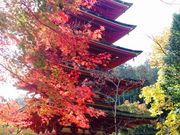 どかちゃんさんの長谷寺の投稿写真1