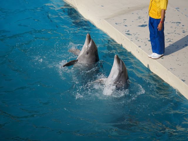 イルカショー_太地町立くじらの博物館