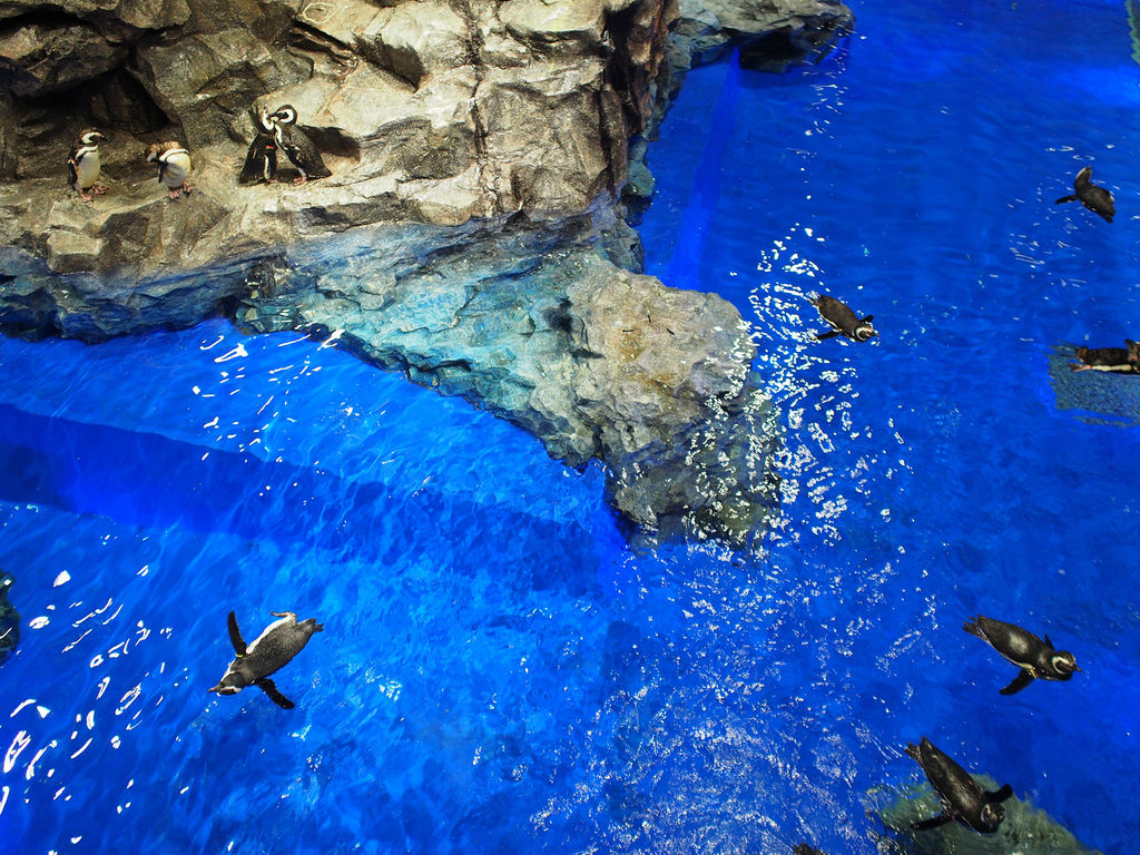 すみだ水族館