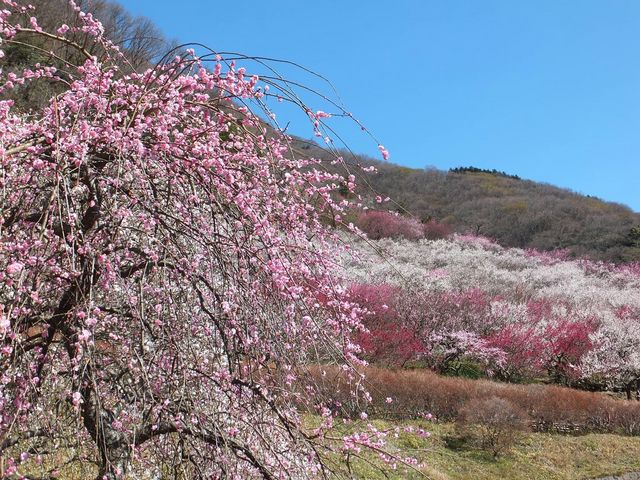 幕山 湯河原梅林