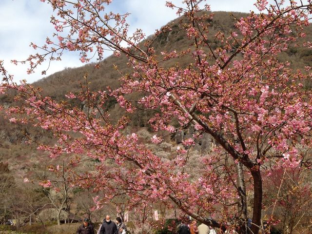 寒かった。。_幕山公園