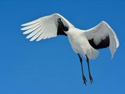 TOTIさんの道の駅 阿寒丹頂の里の投稿写真1
