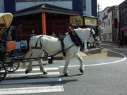 ヨッシーさんの観光辻馬車の投稿写真1
