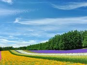 TOTIさんの中富良野町のラベンダーの投稿写真1