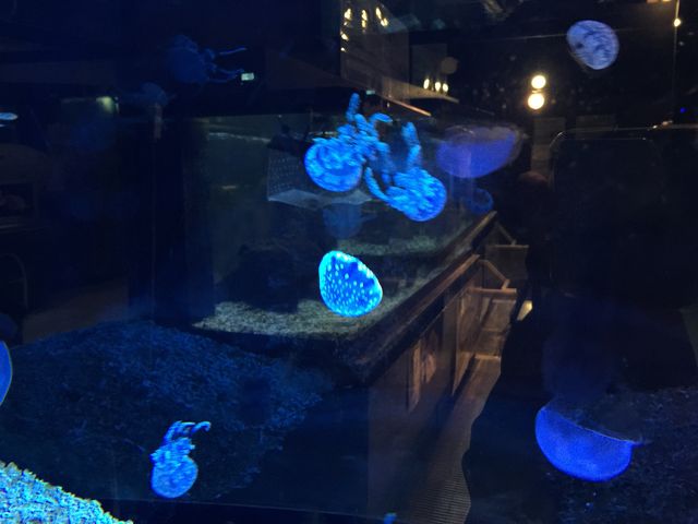 まちゃさんの八戸市水産科学館マリエントの投稿写真1