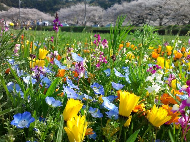 どこまでもカラフルな小花が続きます♪_田んぼをつかった花畑
