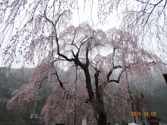 雪降る中でけなげに満開!_中正寺のしだれ桜