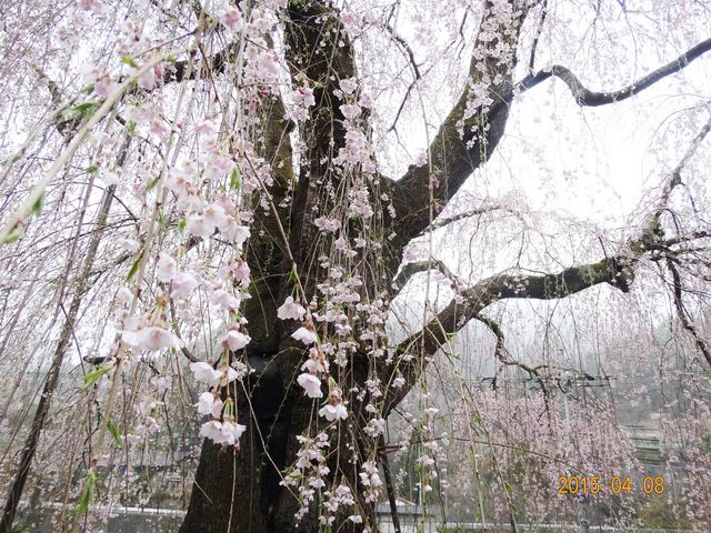 近付くと優雅に_中正寺のしだれ桜