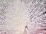 みるきーさんの野毛山動物園の投稿写真3