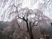 糸へんさんの中正寺のしだれ桜の投稿写真1