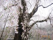 糸へんさんの中正寺のしだれ桜の投稿写真2