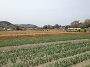 めぐちゃんさんの羽村の桜の投稿写真3