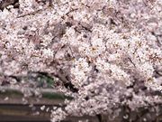 こけしさんの境町ふれあいの里公園の投稿写真2