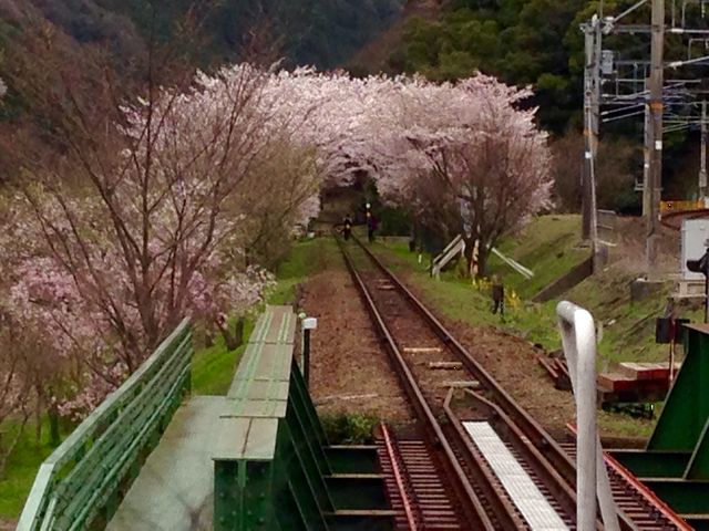 嵯峨野トロッコ列車