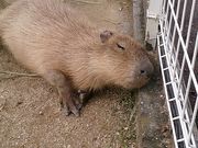 さっかんさんの池田動物園の投稿写真1