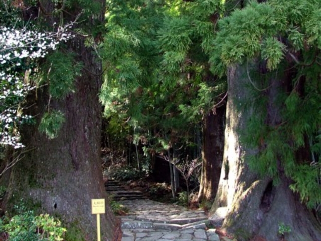 大門坂 夫婦杉 樹齢800年_熊野古道(和歌山県田辺市)