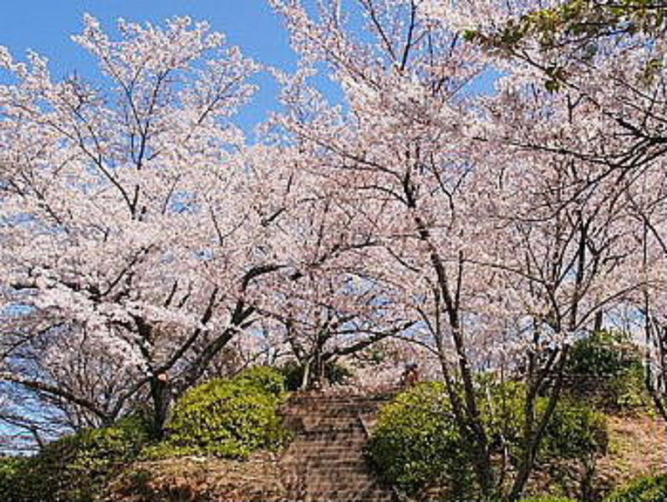 清水公園