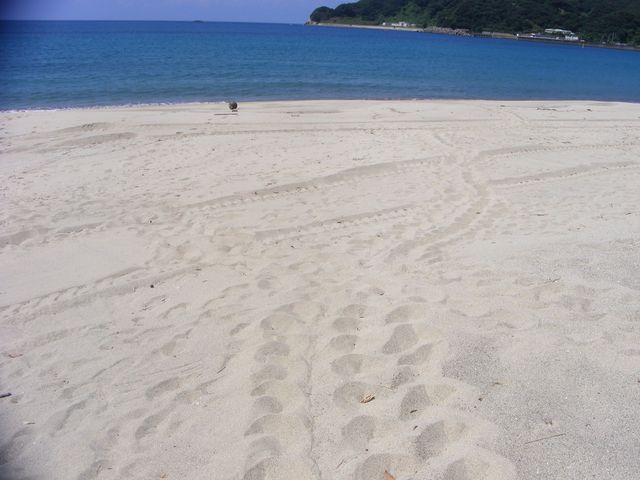 産卵後、ウミガメが海に戻った際にできた足跡_手打海岸