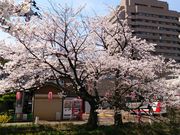 きくさんの福島江沿い【桜の名所】の投稿写真1