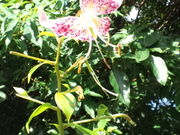 アナログさんのカノコユリの投稿写真1