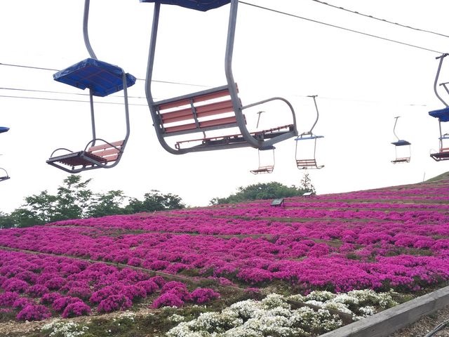 リフトの下に沢山咲いてた芝桜が可愛いかったです_茶臼山高原