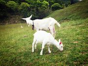 megさんの茶臼山高原の投稿写真3