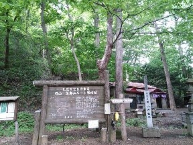 原生林_円山原始林