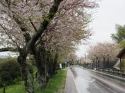 のりたま山さんの狩野川さくら公園の投稿写真1