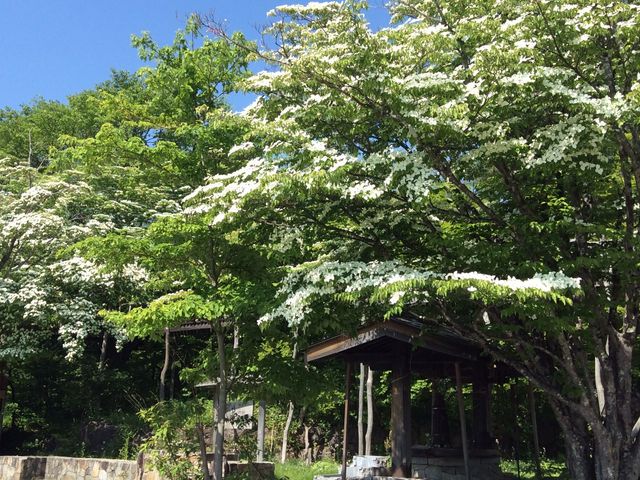 山ボウシが満開でした_蕎麦物語 遊山