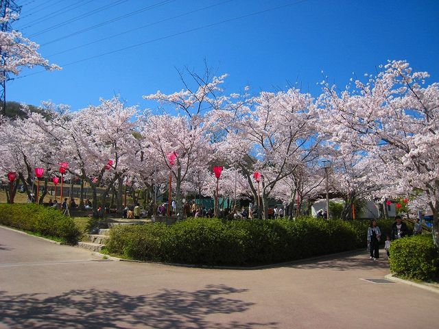桜の名所_摂津峡公園