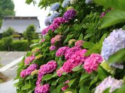 mocoさんの千光寺の紫陽花の投稿写真1