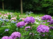mocoさんの千光寺の紫陽花の投稿写真3