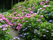 mocoさんの千光寺の紫陽花の投稿写真4