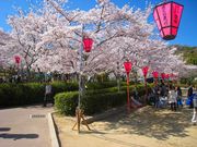 ざっきぃさんの摂津峡公園の投稿写真4