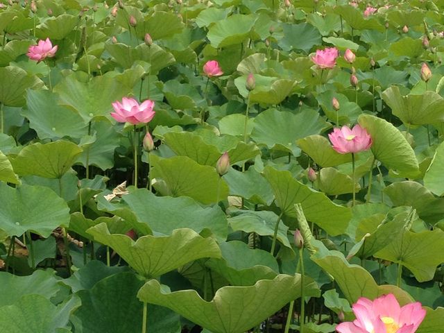 蓮の花が咲き始めていました_臼杵石仏