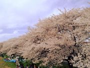 いくさんの熊谷桜堤の桜の投稿写真1