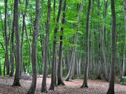 ななこさんの美人林の投稿写真1