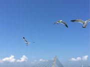 たぬ吉さんの氷見沖クルージング 遊覧船の投稿写真1