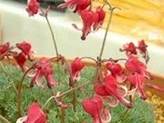 ねこさんのコマクサの投稿写真1