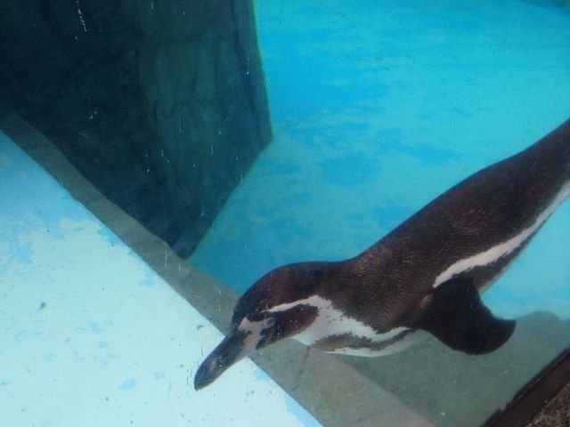 1匹だけ すごく人懐こいペンギンがいて すごく可愛かった!_熊本市動植物園